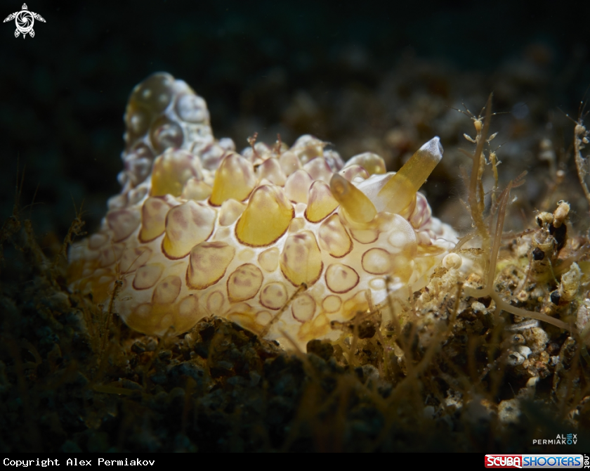 A Nudibranch