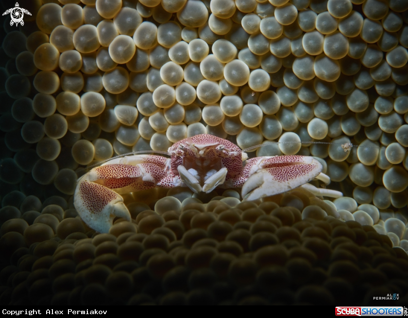 A Crab