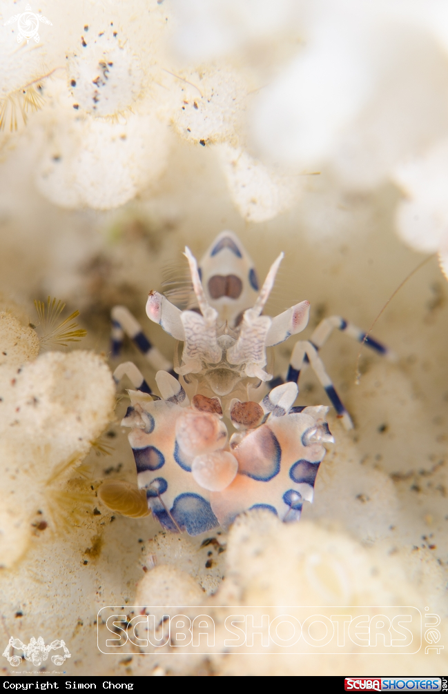 A Harlequin shrimp