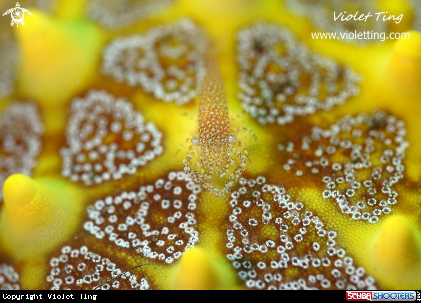 A Shrimp on Seastar 
