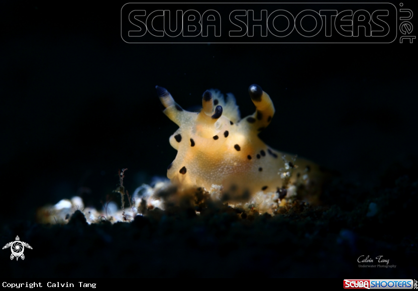 A Nudibranch