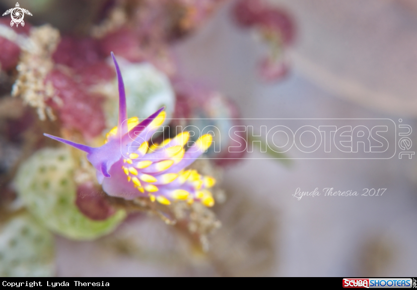 A Tenellia sibogae