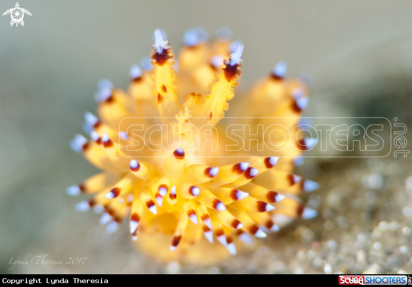 A Janolus sp.