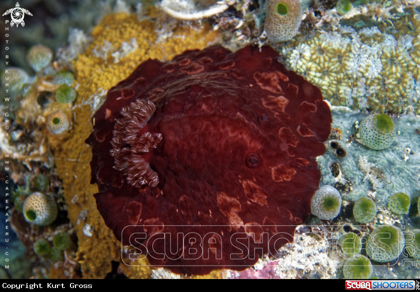 A Nudibranche