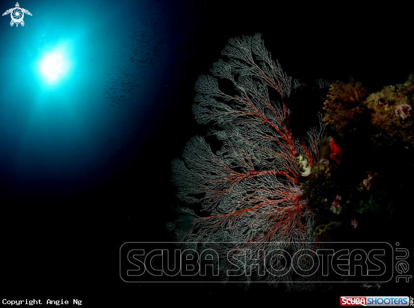 A Sea Fans