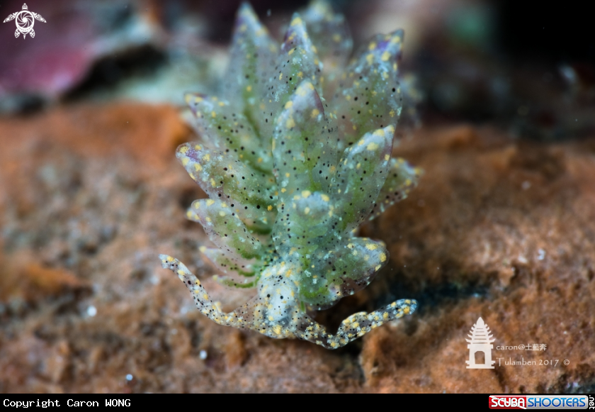 A Nudibranch