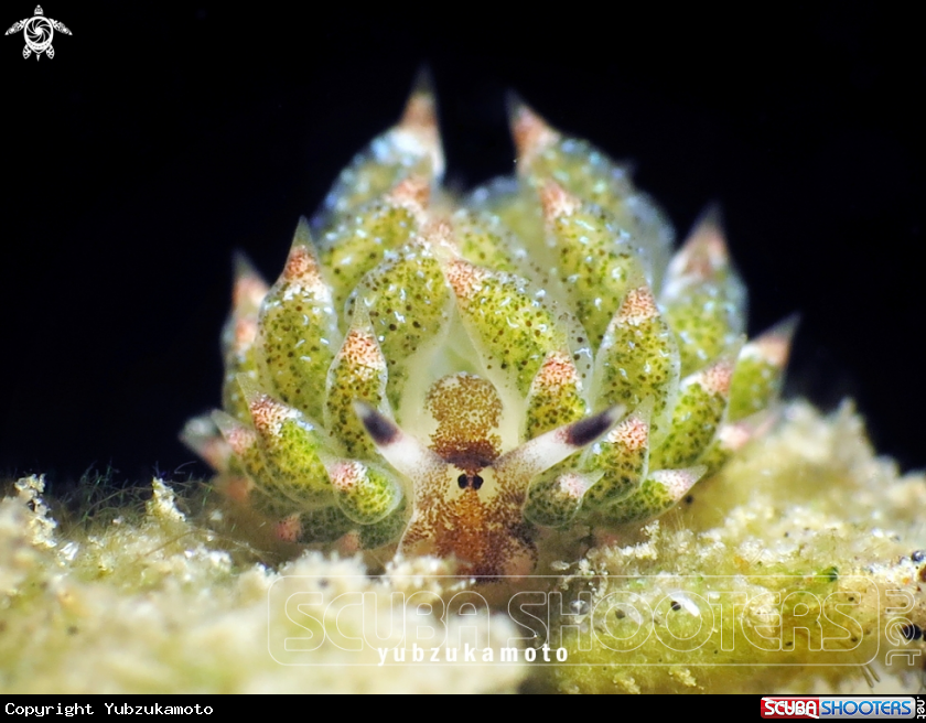 A  Costasiella Kuroshimae