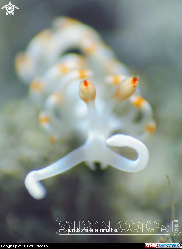 A Flabellina Bicolor