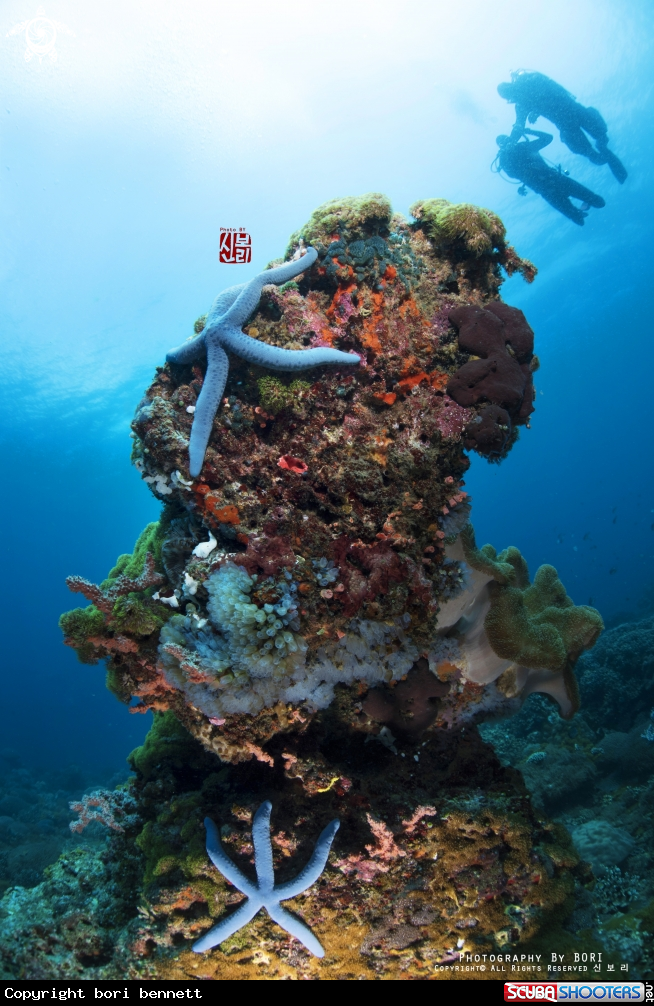A Reef 