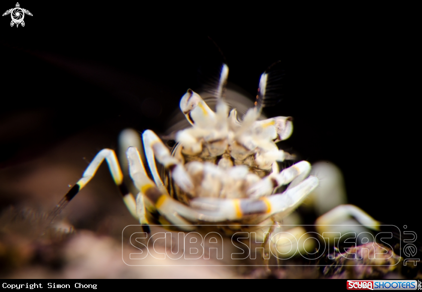 A Bumble Bee 