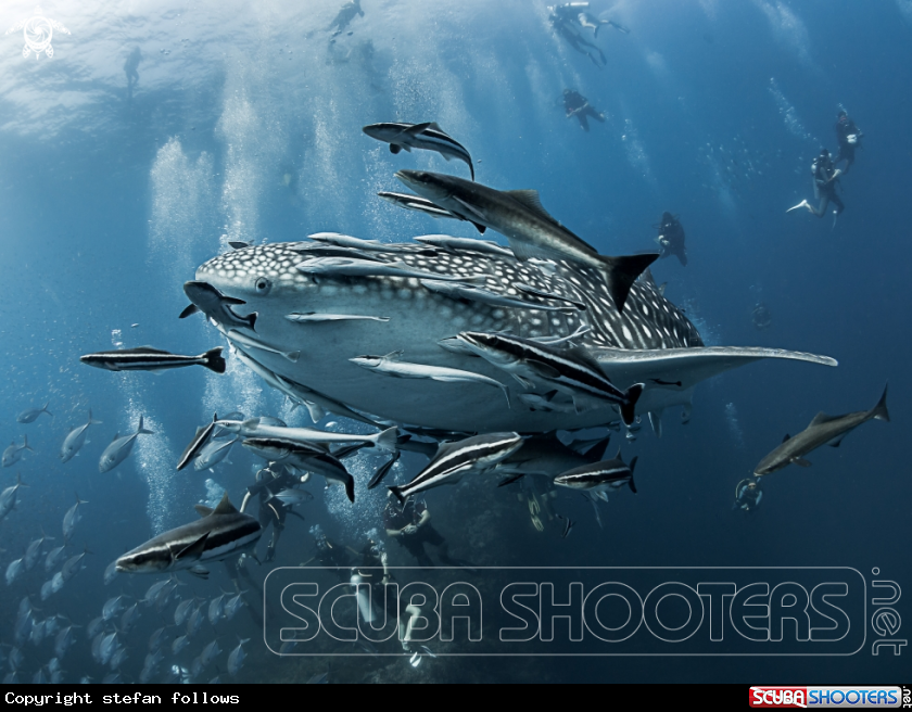 A Whale Shark