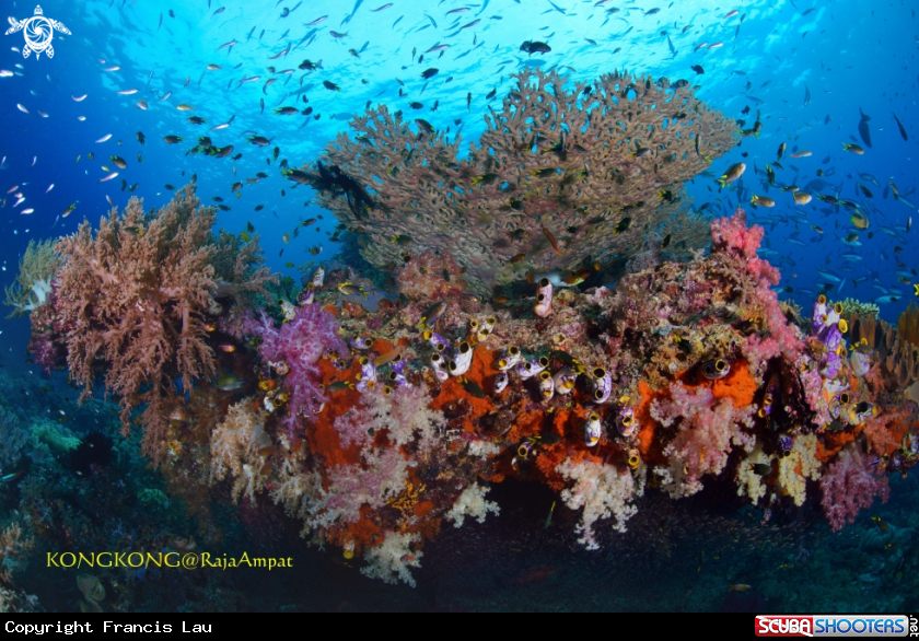 A Coral Reef