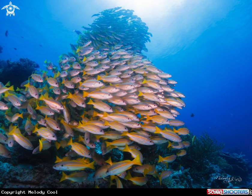 A  Bluestripe snapper 