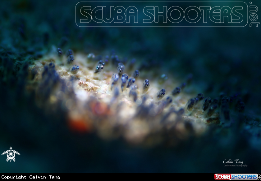 A Clownfish eggs