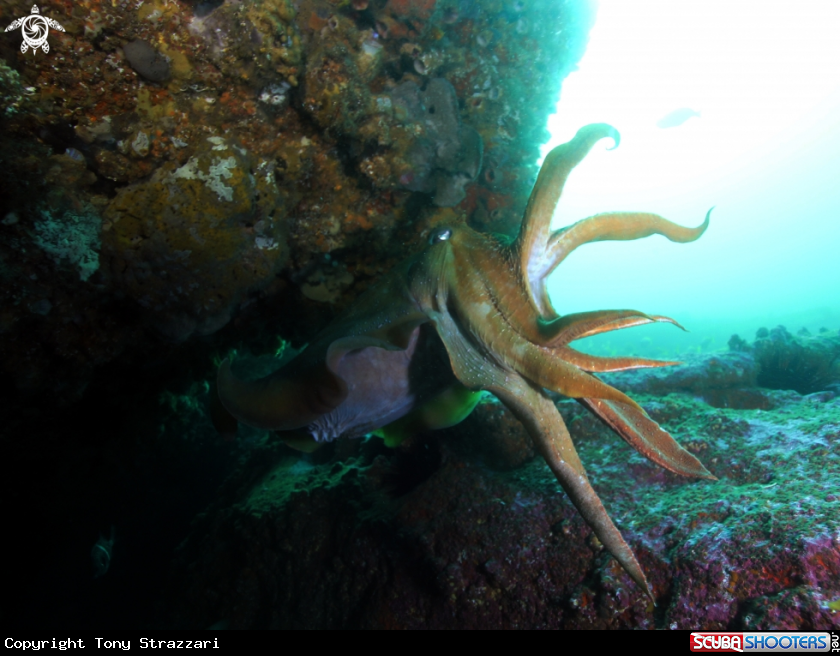A Giant Cuttle