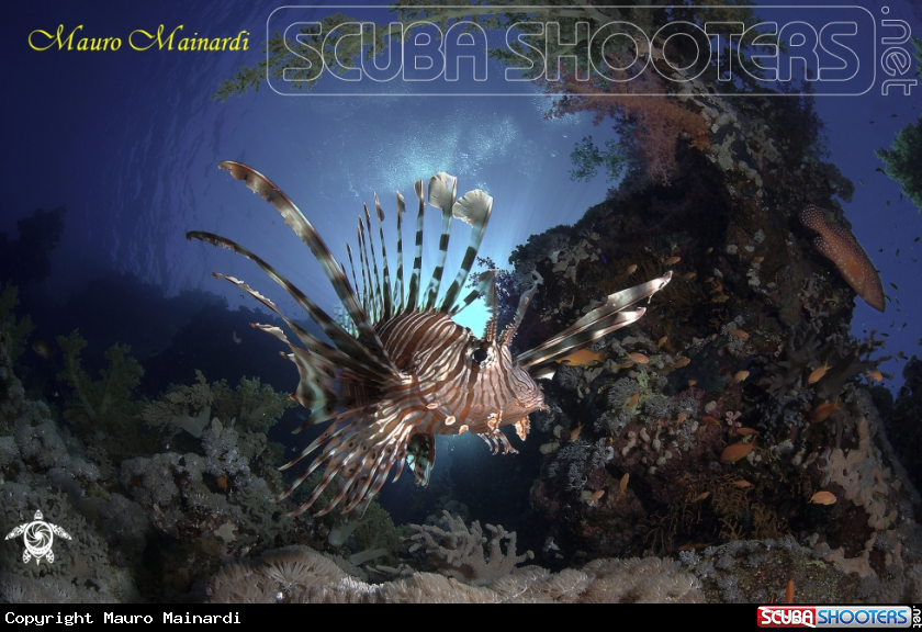 A Lionfish