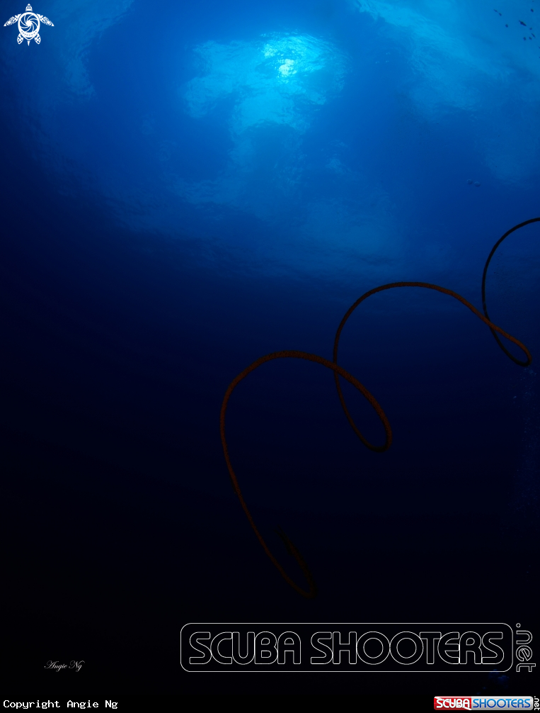 A Blue Ocean 