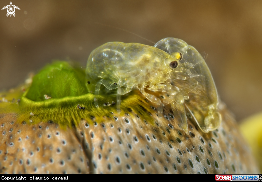 A shrimp 