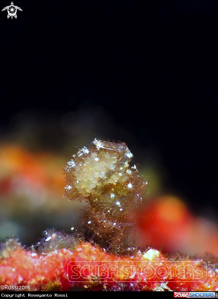 A Hairy shrimp