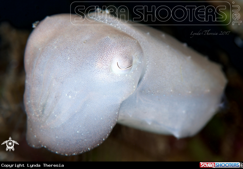A Cuttlefish