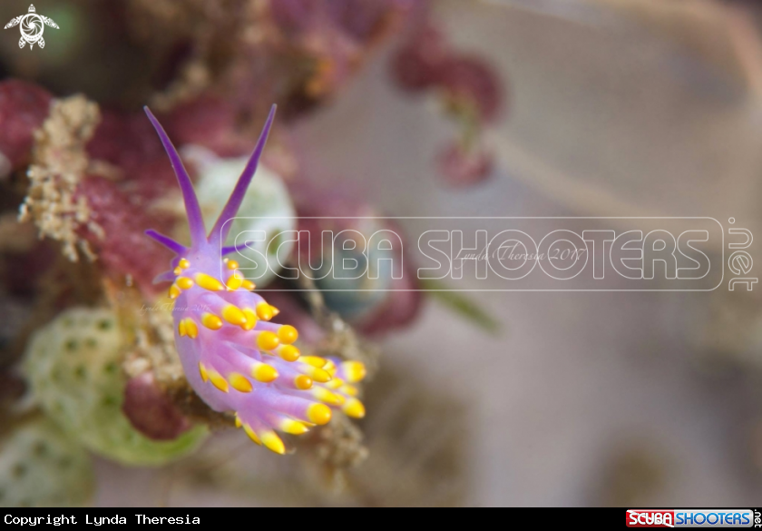 A Tenellia sibogae