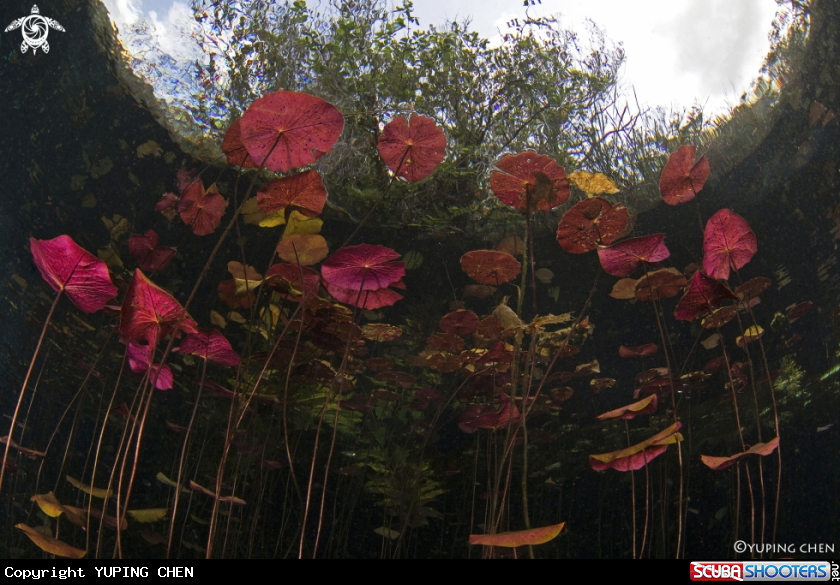 A Cenote Car Wash