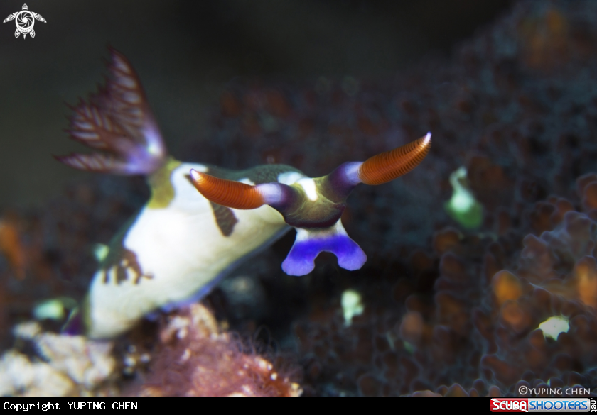 A Dorid Nudibranchs