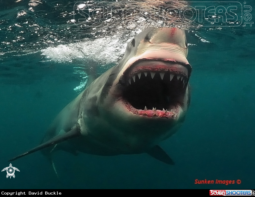 A underwater creature