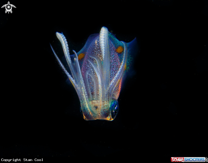 A Squid 