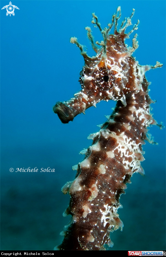 A Seahorse