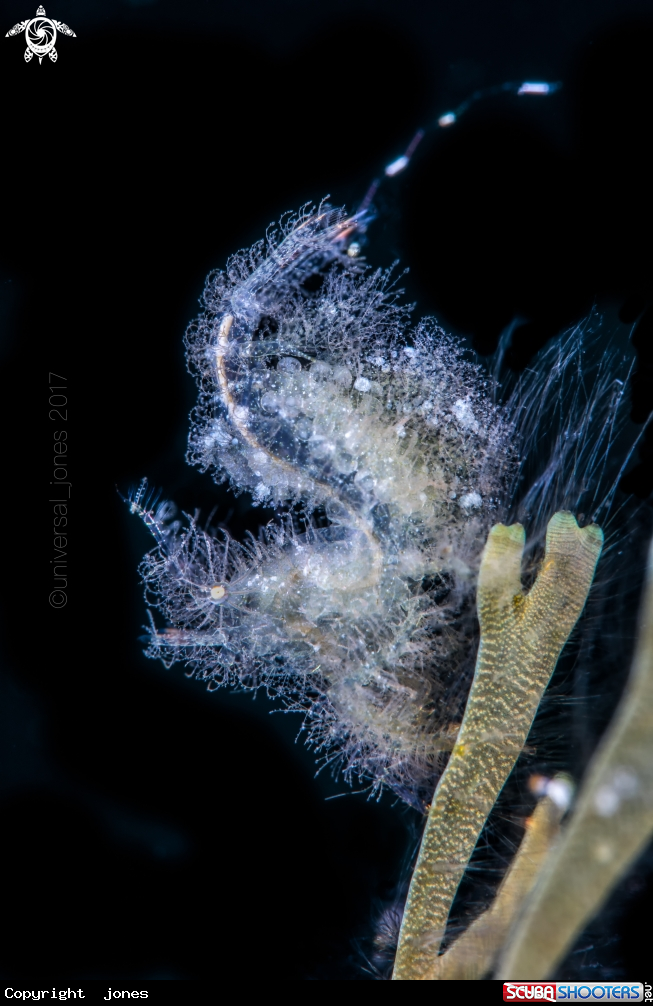 A Hairy Shrimp