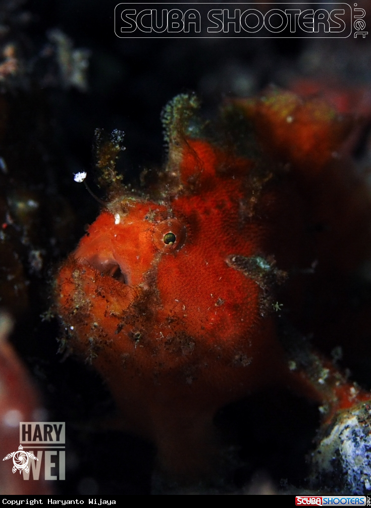 A Frogfish