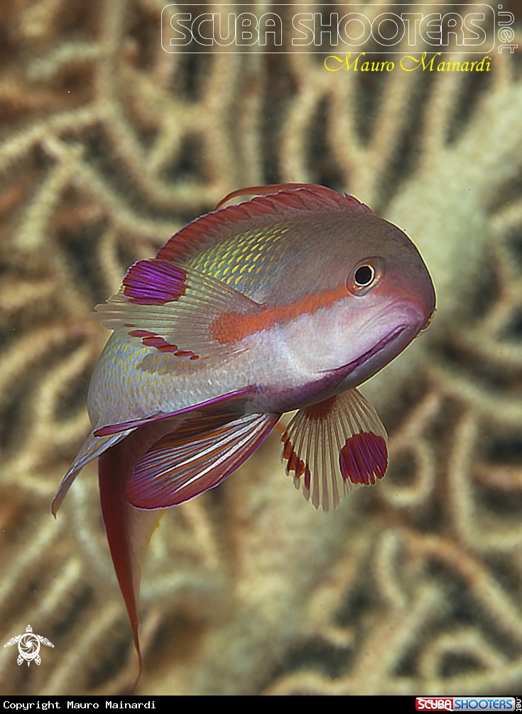 A Anthias male