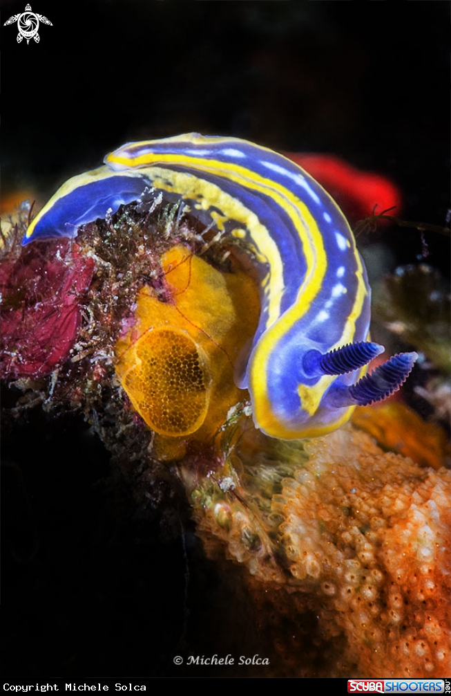 A Doride tricolore