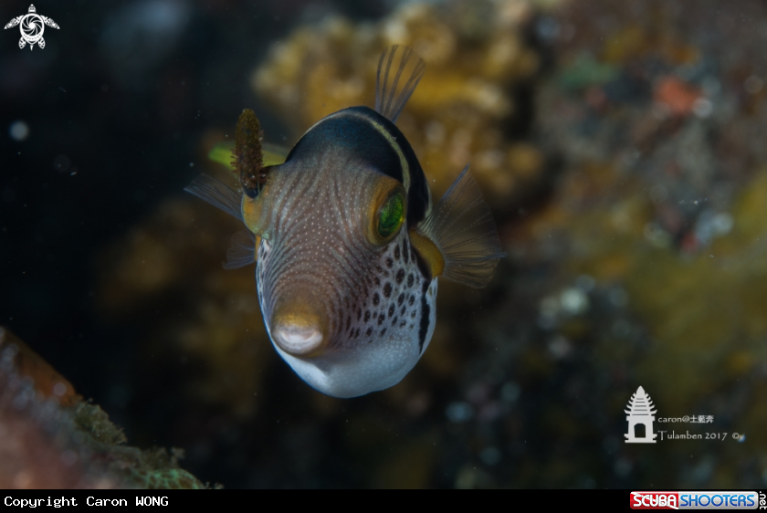 A Pufferfish