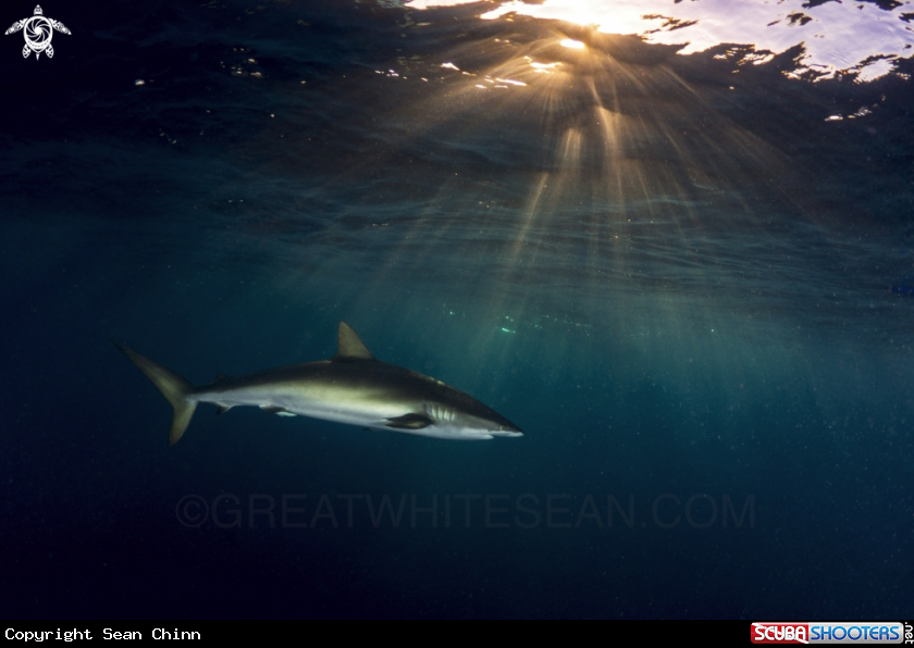 A Silky Shark