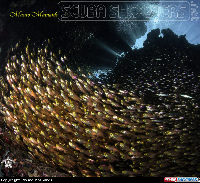 A Glassfish
