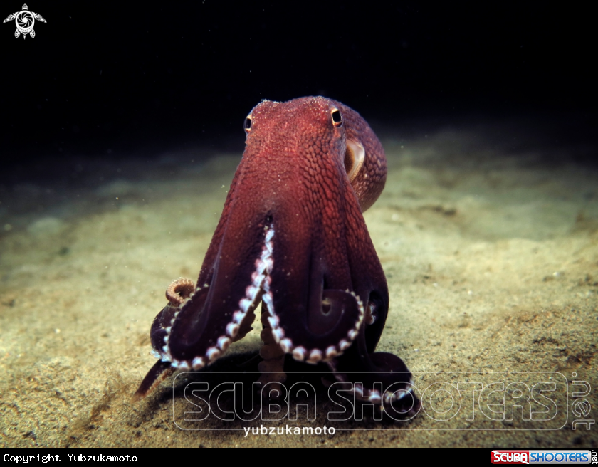 A Coconut Octopus