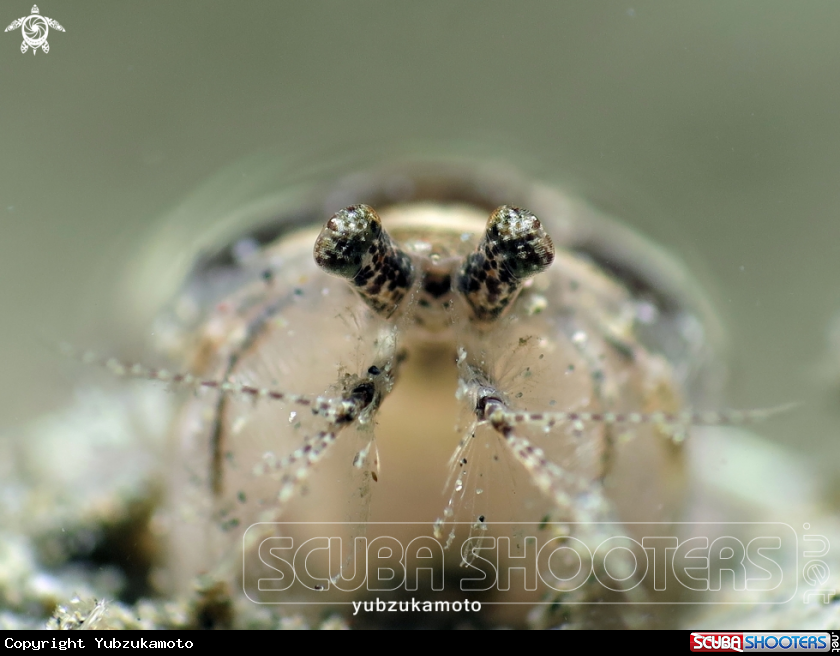 A manthis shrimp