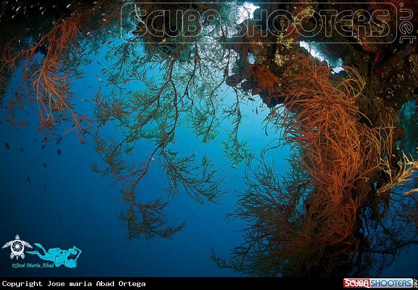 A SS Ulyses  Tulamben