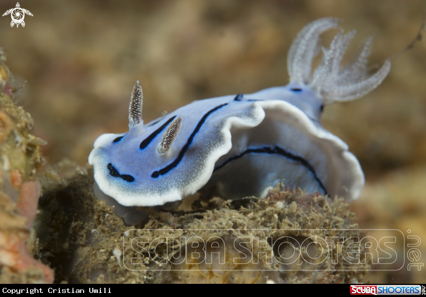 A Nudibranch