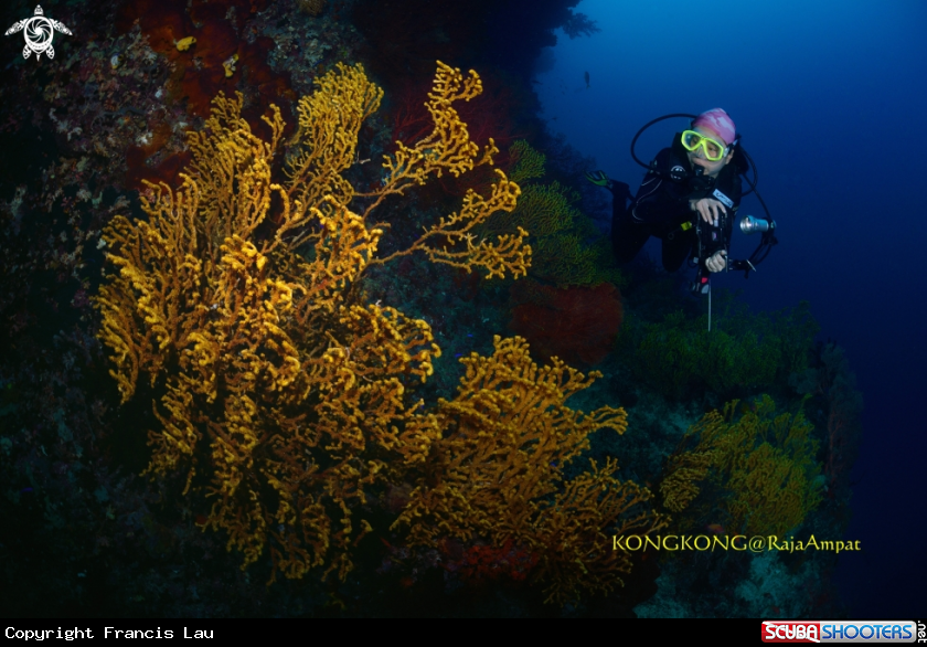 A Seafan