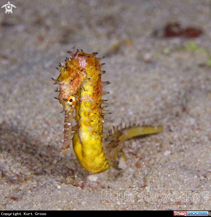 A Seahorse