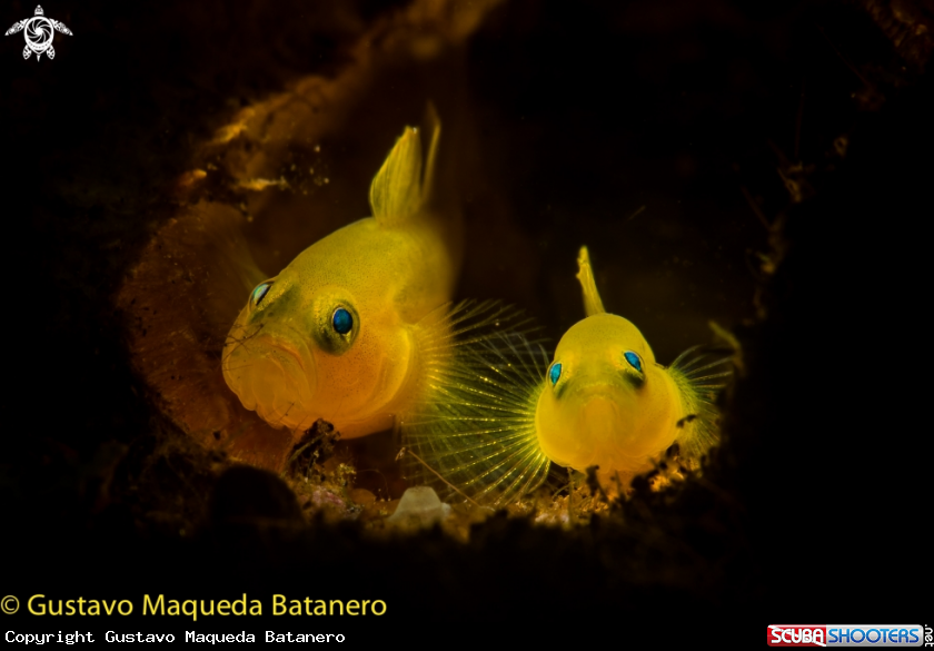 A Yellow Pygmy gobys