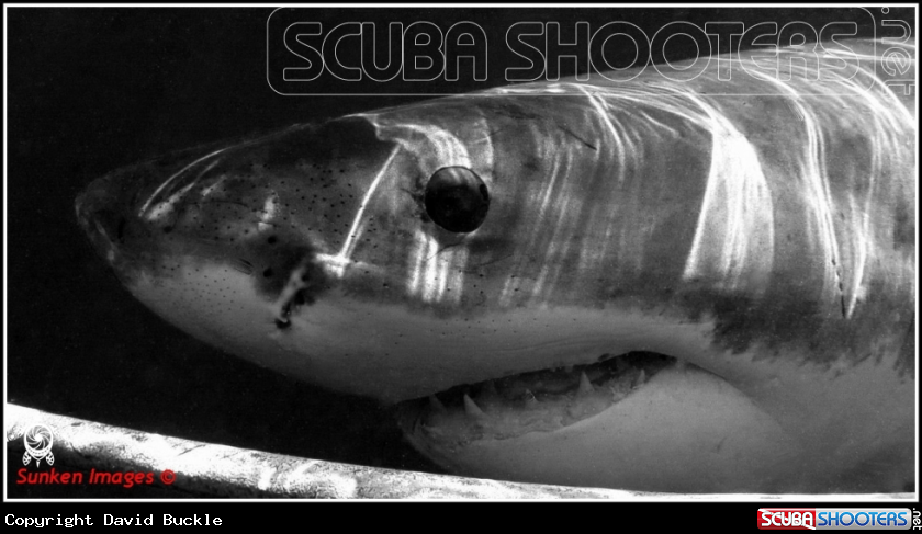 A underwater creature