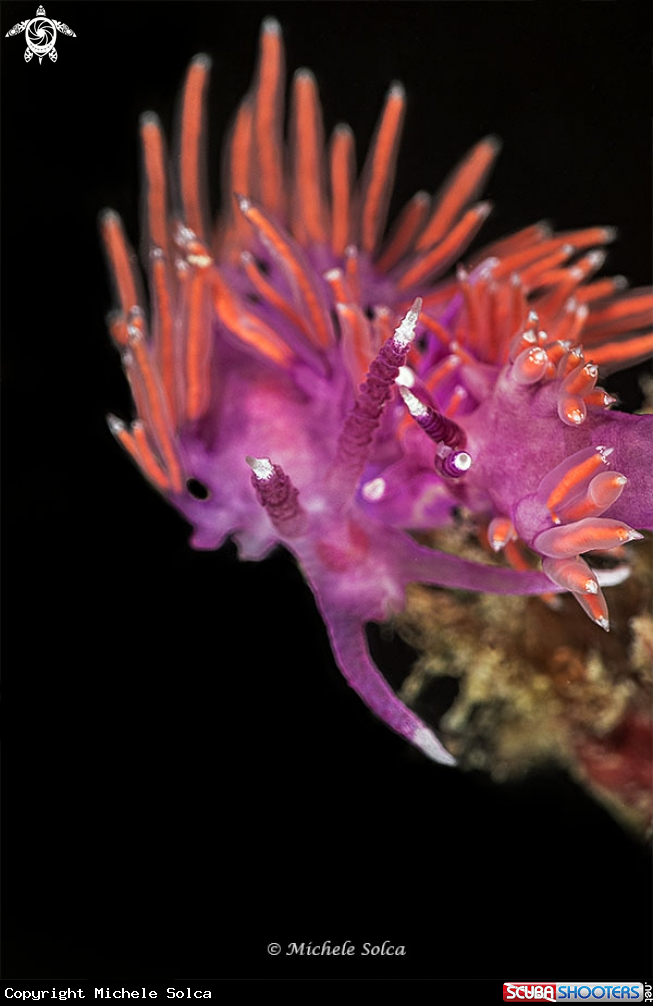 A Flabellina ischitana - mating