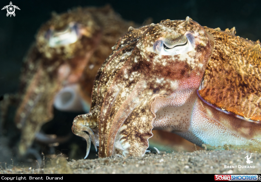 A Cuttlefish