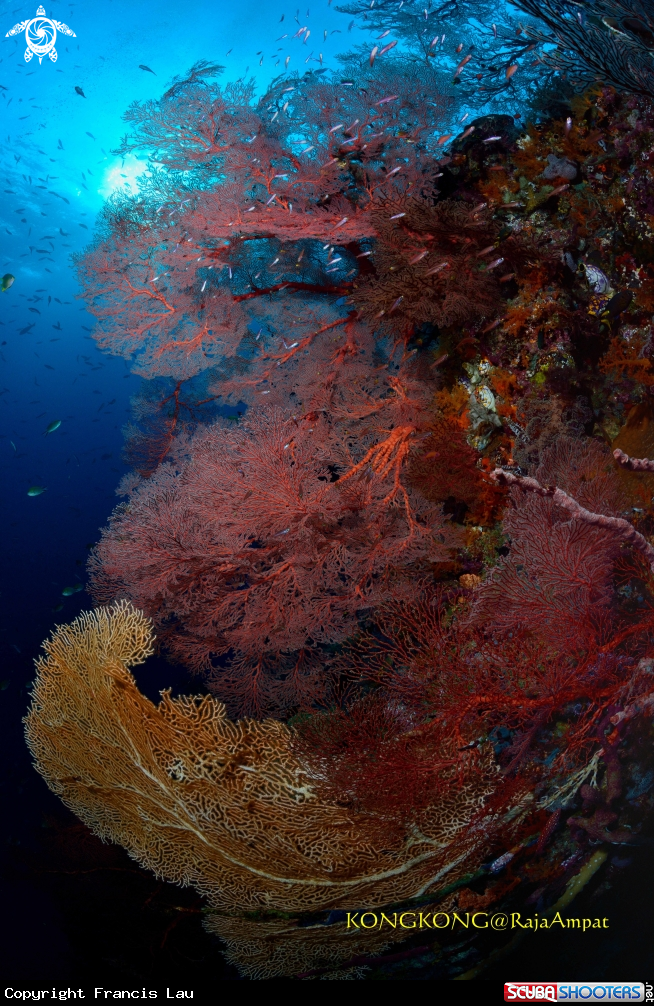 A Gorgonian