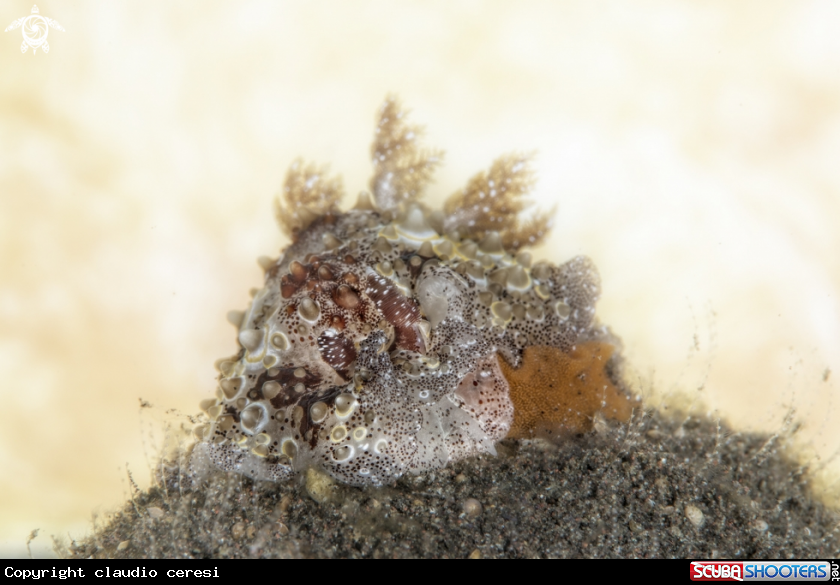 A nudi