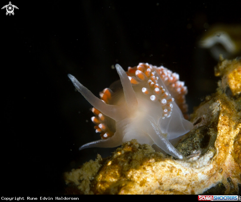 A Nudibranch